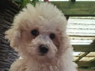 Bichon Frise dogs One beautiful bichon girl pup - Advert 3