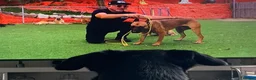Mixed Breed dogs for sale: 3/4 German Shepherd 1/4 Labrador  - Advert 4
