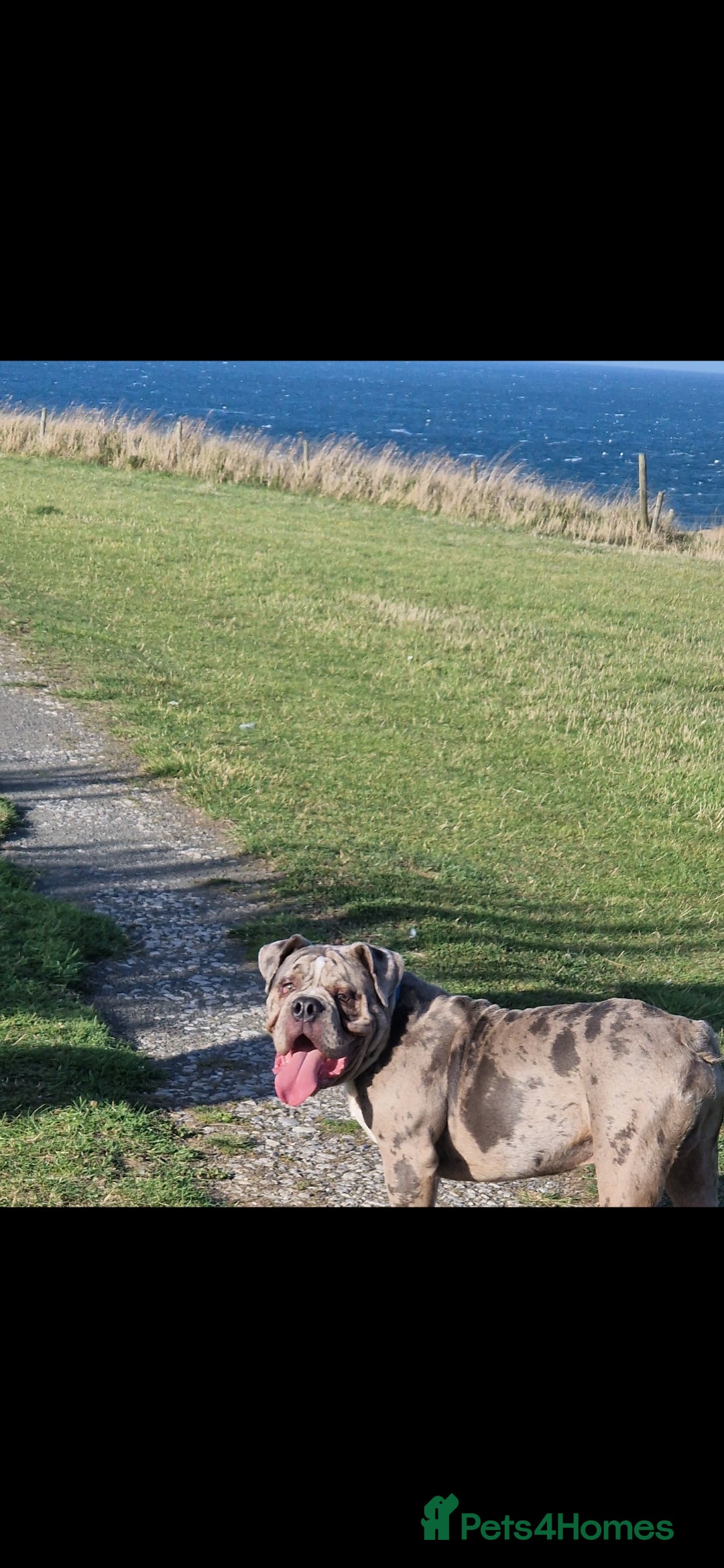 Old Tyme Bulldog dogs for sale: Male Lilac merle old tyme bulldog - Image 4
