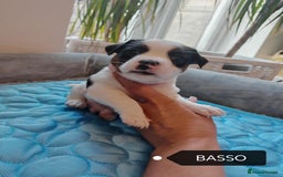 Jack Russell dogs for sale: Jack Russell puppies,Parents reg.Kennel club, - Image 13