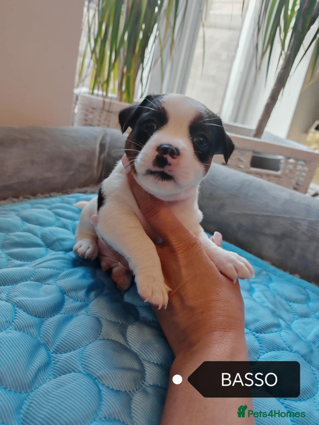 Jack Russell dogs for sale: Jack Russell puppies,Parents reg.Kennel club, - Image 13
