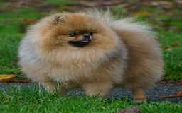 Pomeranian dogs for sale: Beautiful Pomeranian male for forever home  - Image 5