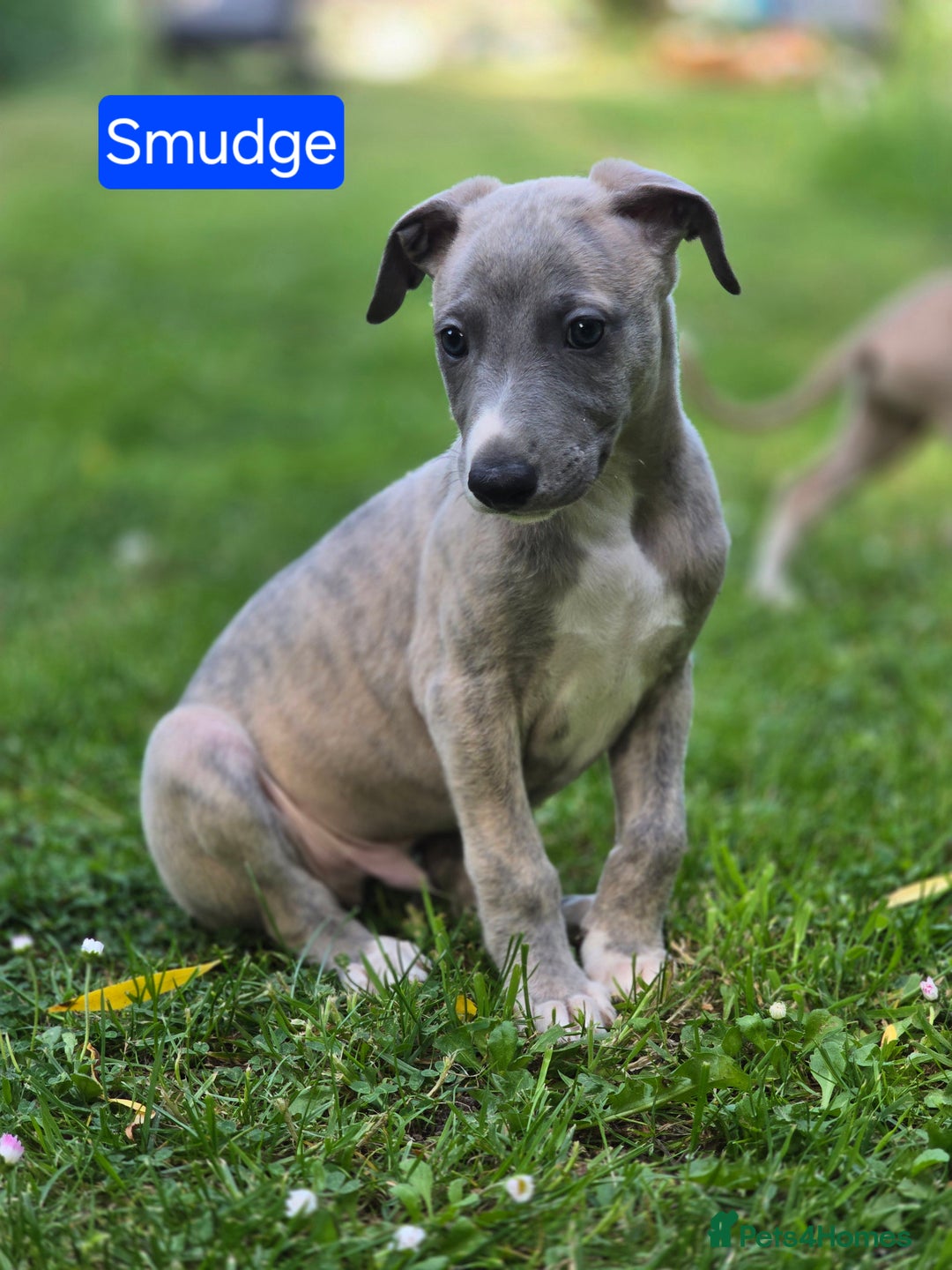 Blue Whippet Whippet Puppies Near Me Laguna Whippet Puppy Blue