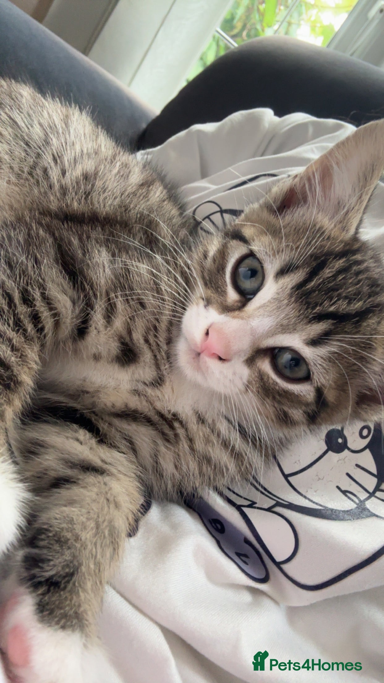 British Longhair cats 2 beautiful kittens for sale  - Advert 17