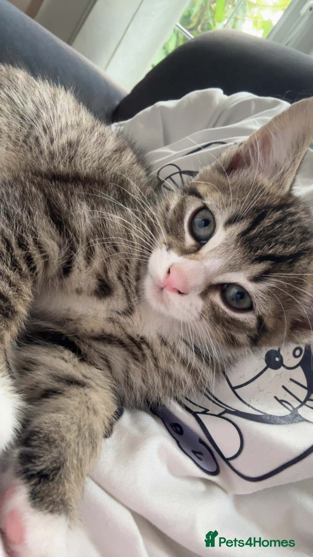 British Longhair cats for sale: 2 beautiful kittens for sale  - Advert 2