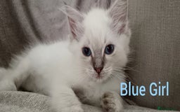 Ragdoll cats for sale: Ragdoll kittens  - Image 1