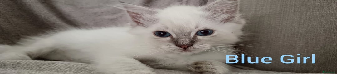Ragdoll Kitten 3