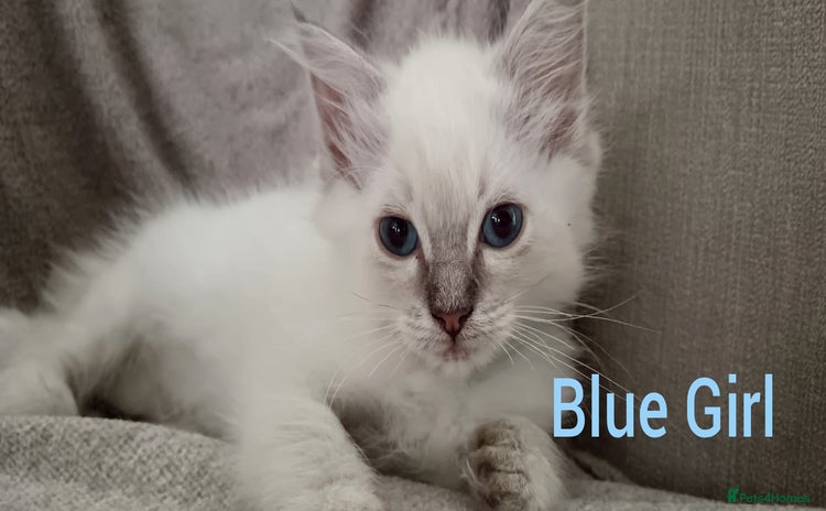Ragdoll cats - Advert 3