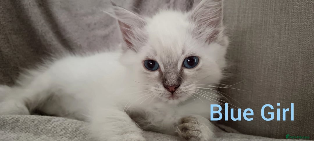 Ragdoll cats for sale: Ragdoll kittens  - Image 1