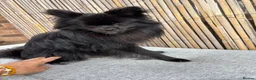 Pomchi dogs for sale: Primrose precious pomchi  - Advert 4