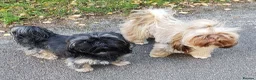 Shih Tzu dogs for sale: Stunning KC registered Imperial Shih Tzu puppies - Advert 21