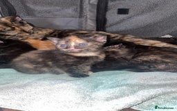 Mixed Breed cats for sale: Only 1 black male available - Image 6
