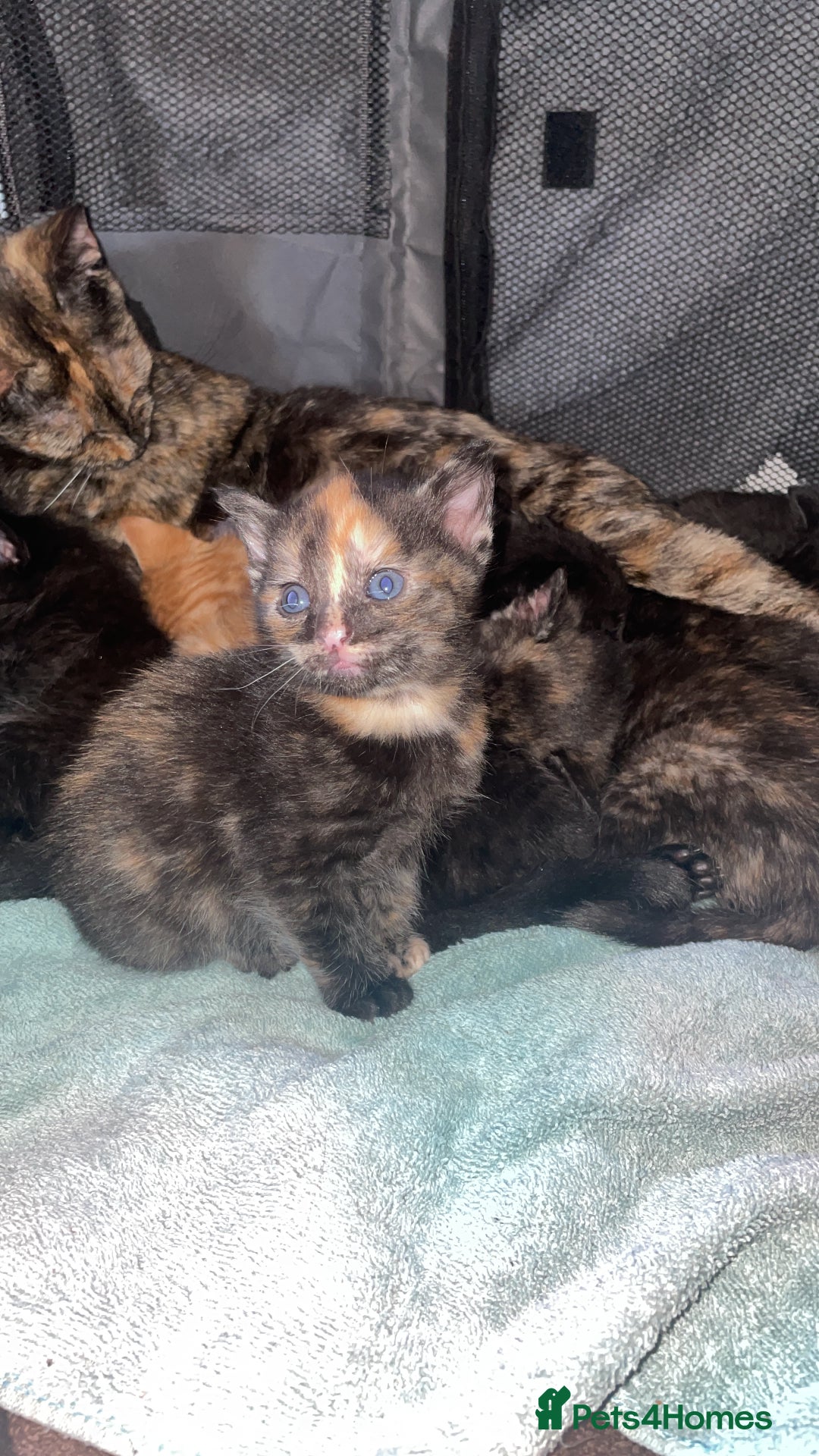 Mixed Breed cats for sale: Only 1 black male available - Image 6