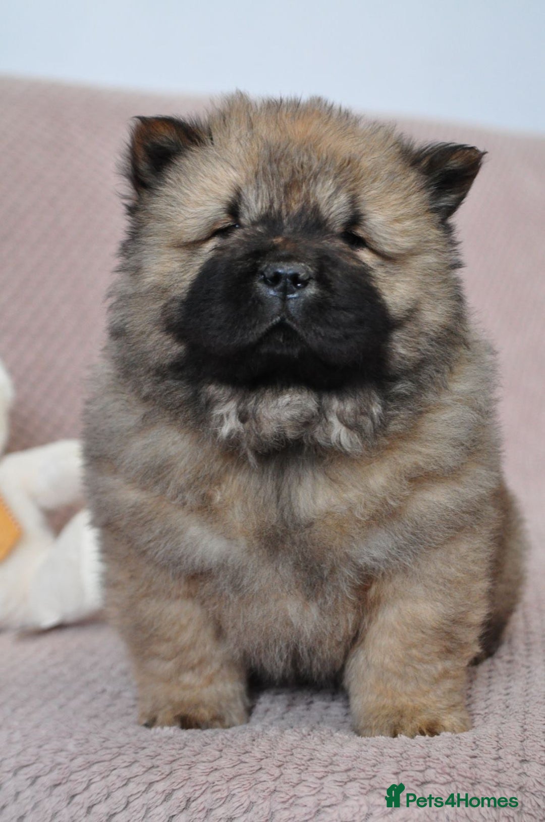 Chow Chow dogs for sale: Pedigree Chow Chow puppies available 🐶 - Advert 11
