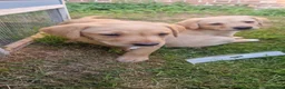 Labrador Retriever dogs for sale: Labrador puppies, from working stock.  - Advert 3