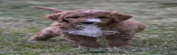 Labradoodle dogs for stud: Outstanding Australian Labradoodle Stud - Advert 12
