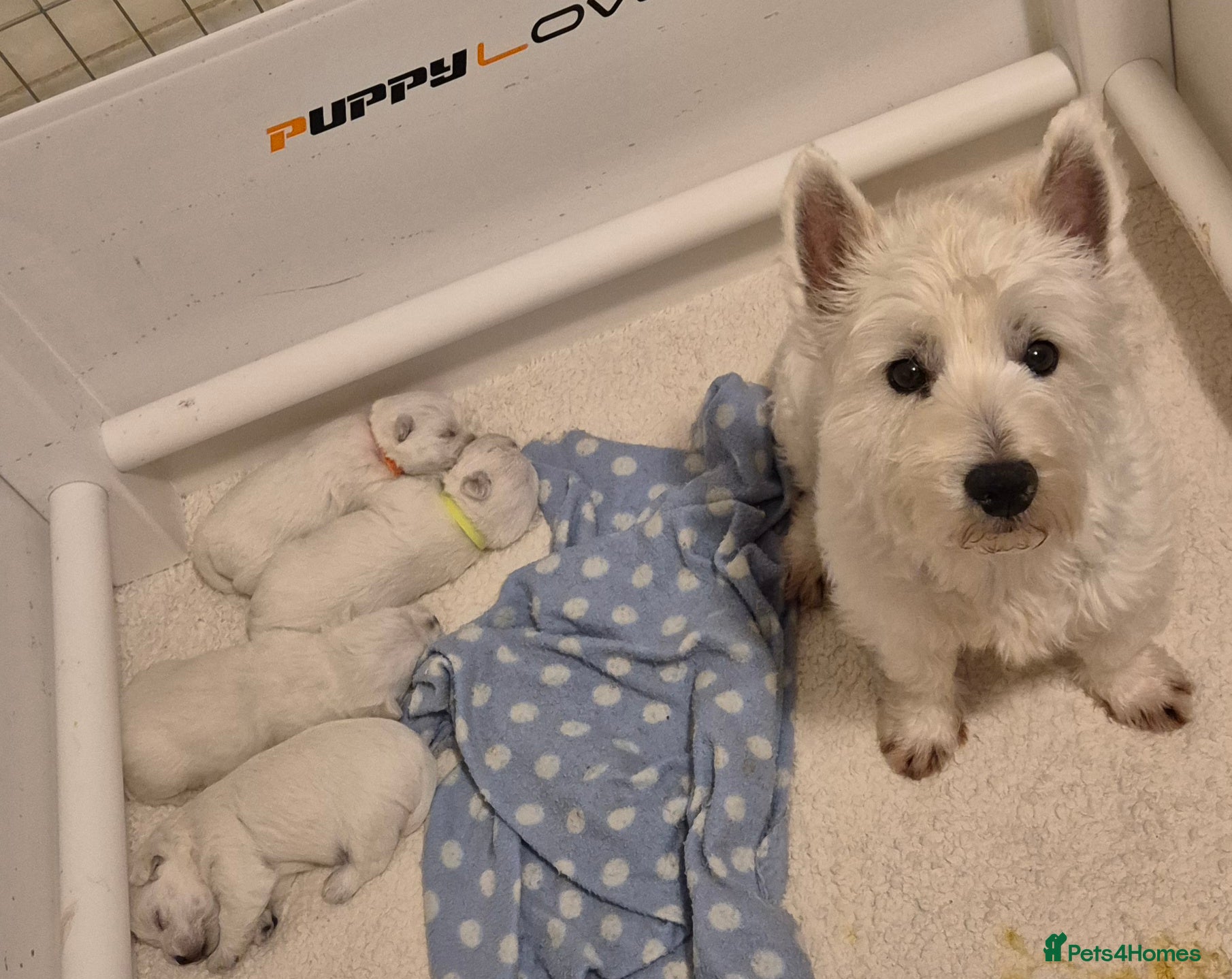West Highland Terrier dogs Westhighland terrier pups for sale - Advert 1