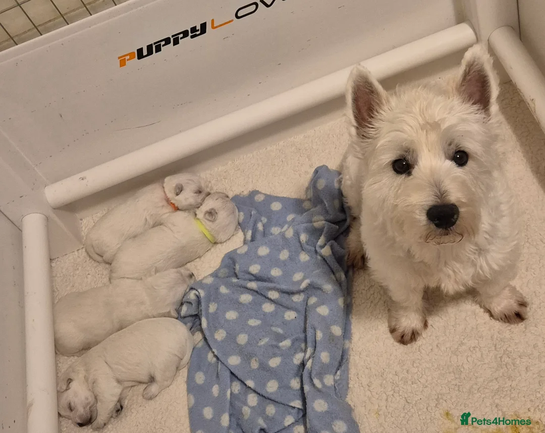West Highland Terrier dogs for sale: Westhighland terrier pups for sale - Advert 1