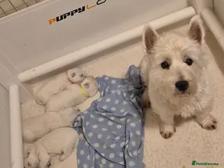 West Highland Terrier dogs Westhighland terrier pups for sale - Advert 1