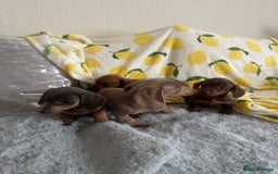 Dachshund dogs for sale: Outstanding dachshund puppies - Image 13