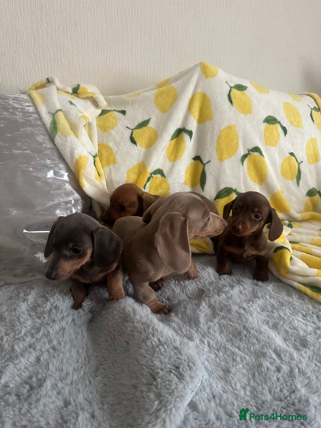 Dachshund dogs for sale: Outstanding dachshund puppies - Image 13