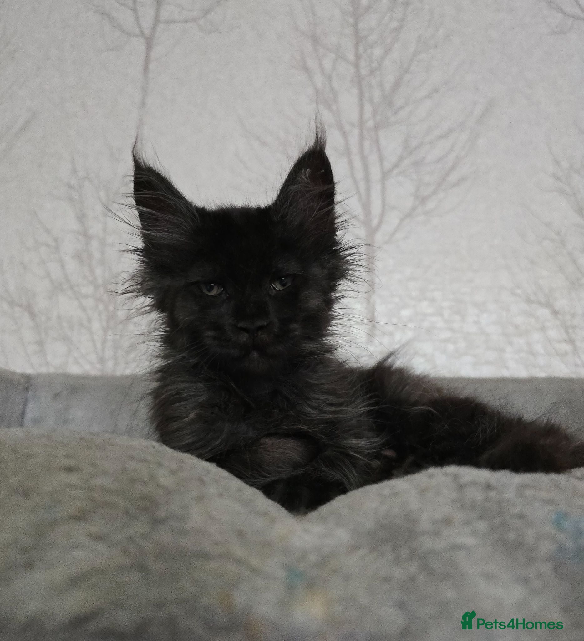 Maine Coon cats Sweetest Black Smoke Maine Coon Kitten - Advert 3
