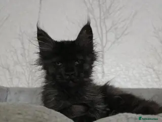 Maine Coon cats Sweetest Black Smoke Maine Coon Kitten - Advert 3