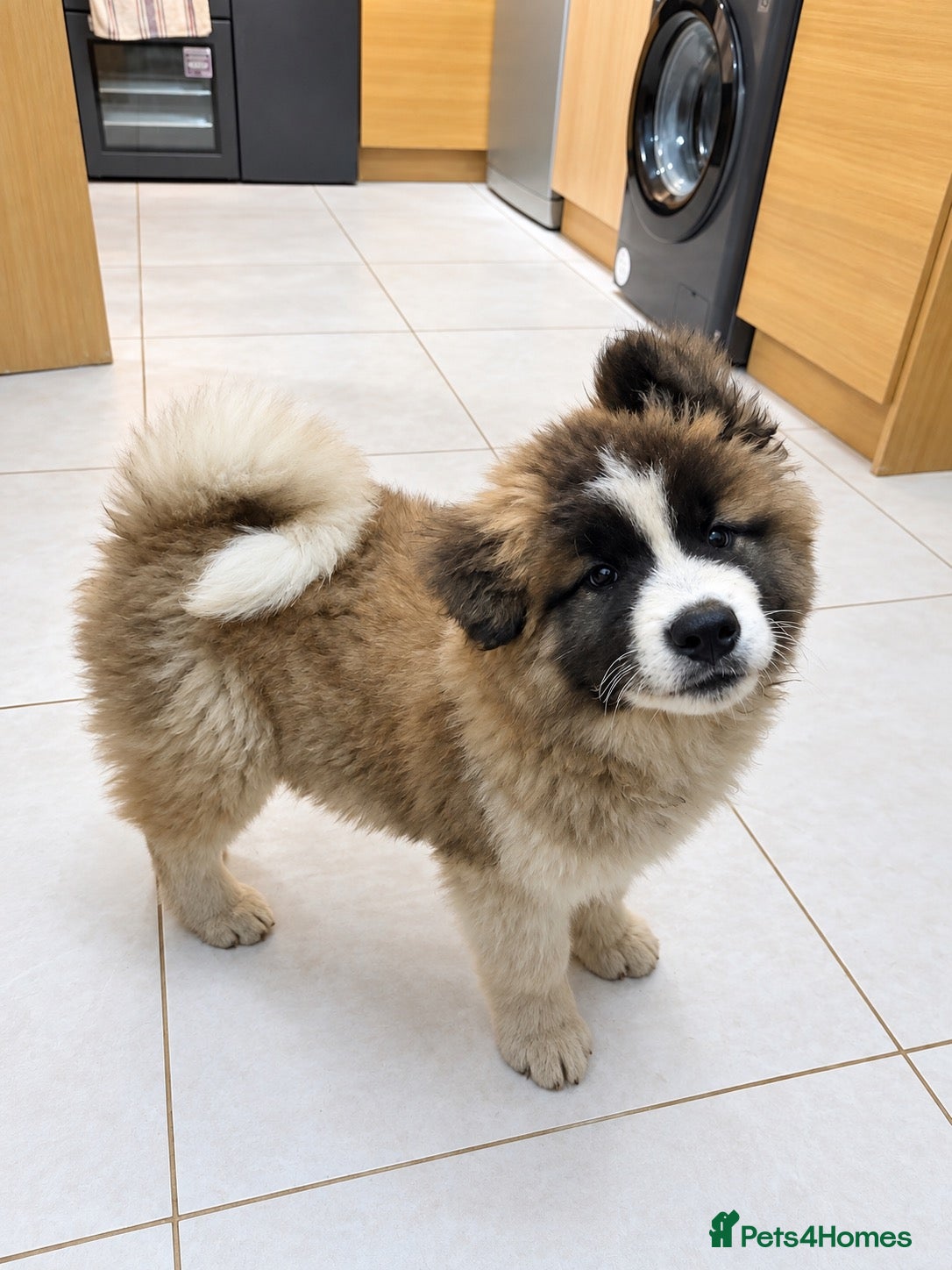 Akita dogs Beautiful Akita puppies looking for a new home  - Advert 14