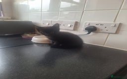 Bombay cats for sale: 3 black girl kitten - Image 9