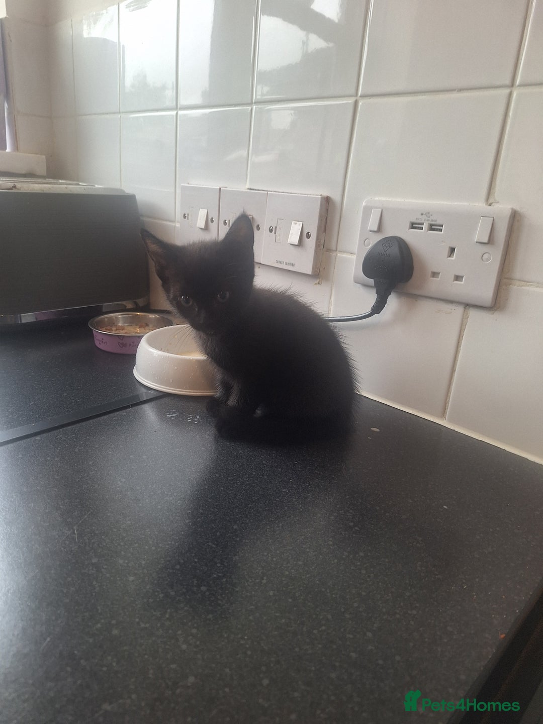 Bombay cats for sale: 3 black girl kitten - Image 9