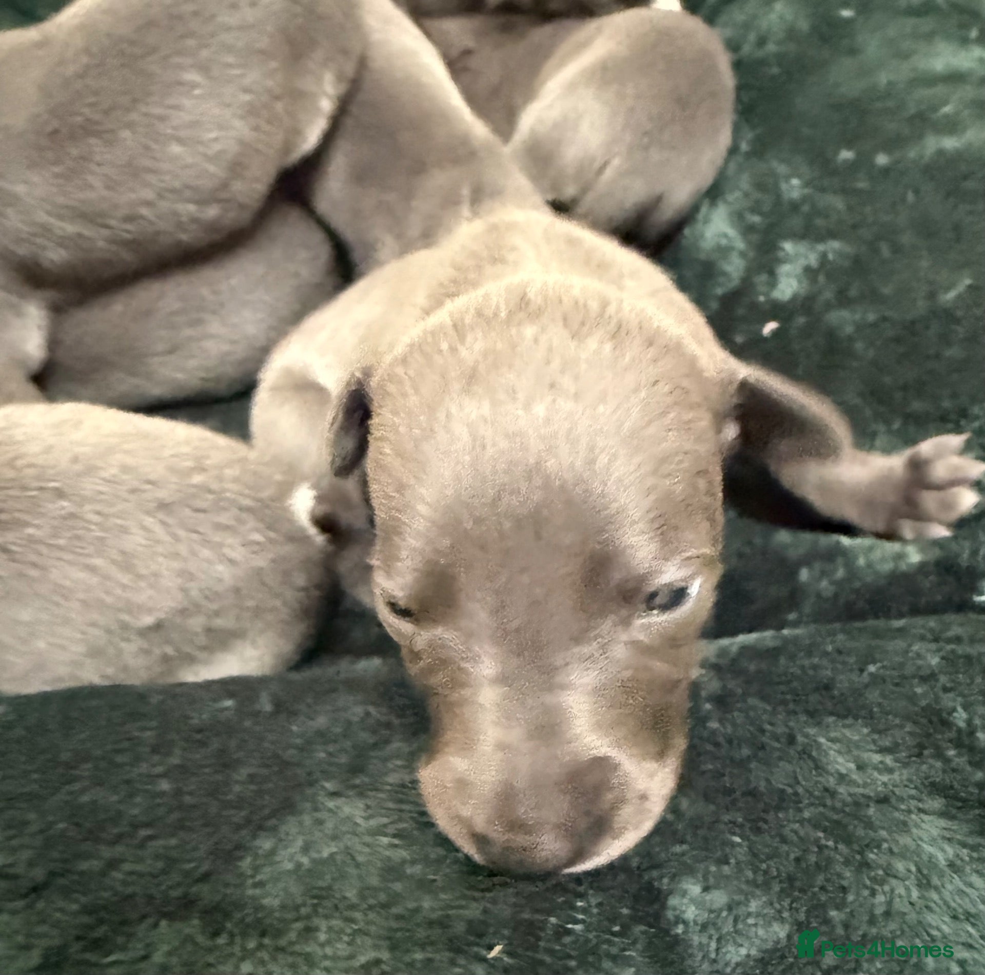 Whippet dogs Beautiful blue whippets - Advert 1