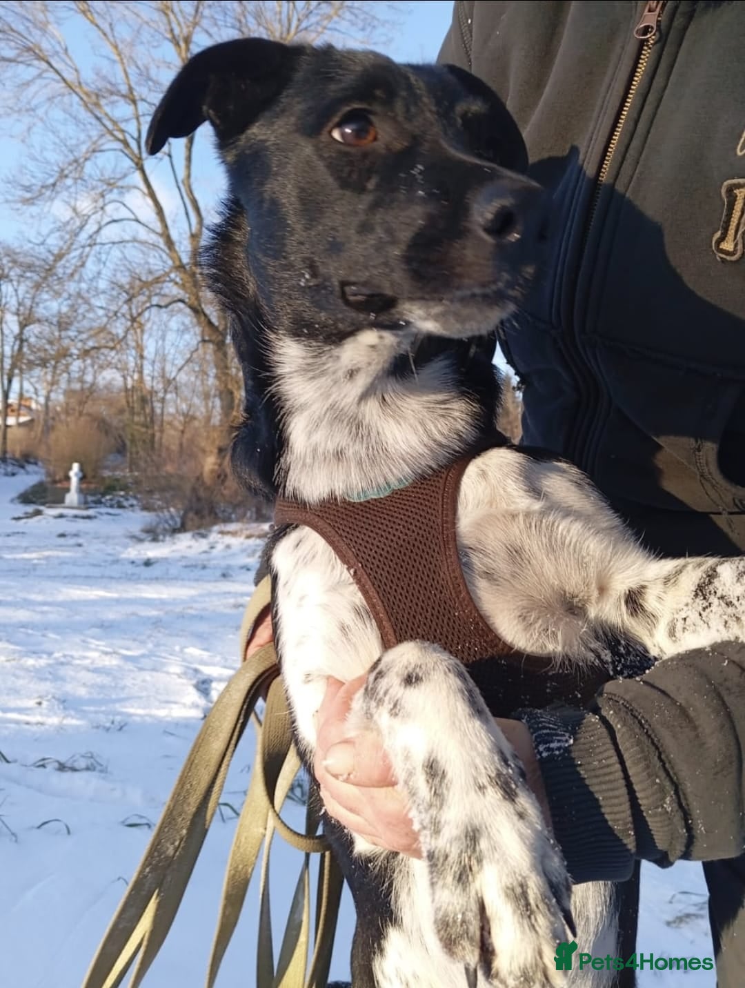 Mixed Breed dogs ❤️GEMMIE❤️1yo girl, who chose life, people and fun in Oxford - Advert 2