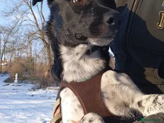 Mixed Breed dogs ❤️GEMMIE❤️1yo girl, who chose life, people and fun in Oxford - Advert 2