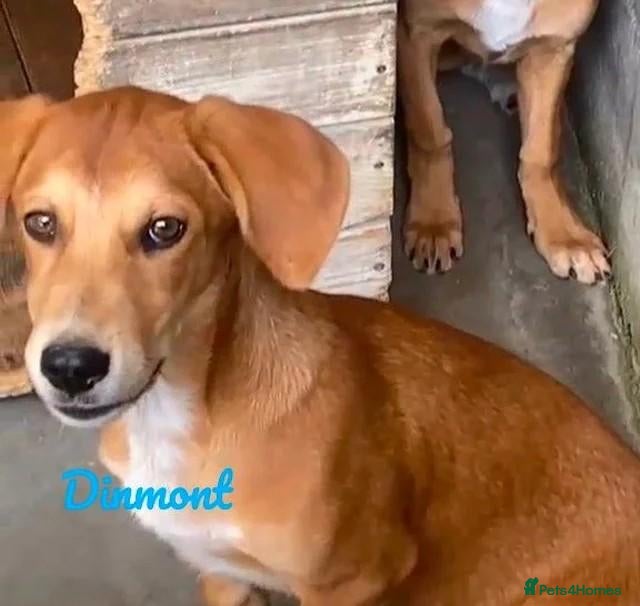 Mixed Breed dogs Dinmont, 4 months approx. Available for adoption. - Advert 15