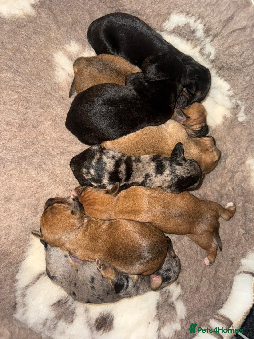 Mixed Breed dogs for sale: Cavapoo x Dachshund  - Advert 3