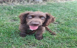 Cocker Spaniel dogs for sale: Buddy needs a forever home- 7 months old - Advert 1