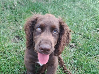 Cocker Spaniel dogs Buddy needs a forever home- 7 months old - Advert 11