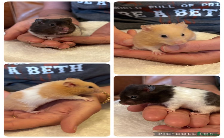 Hamster rodents - Advert 4