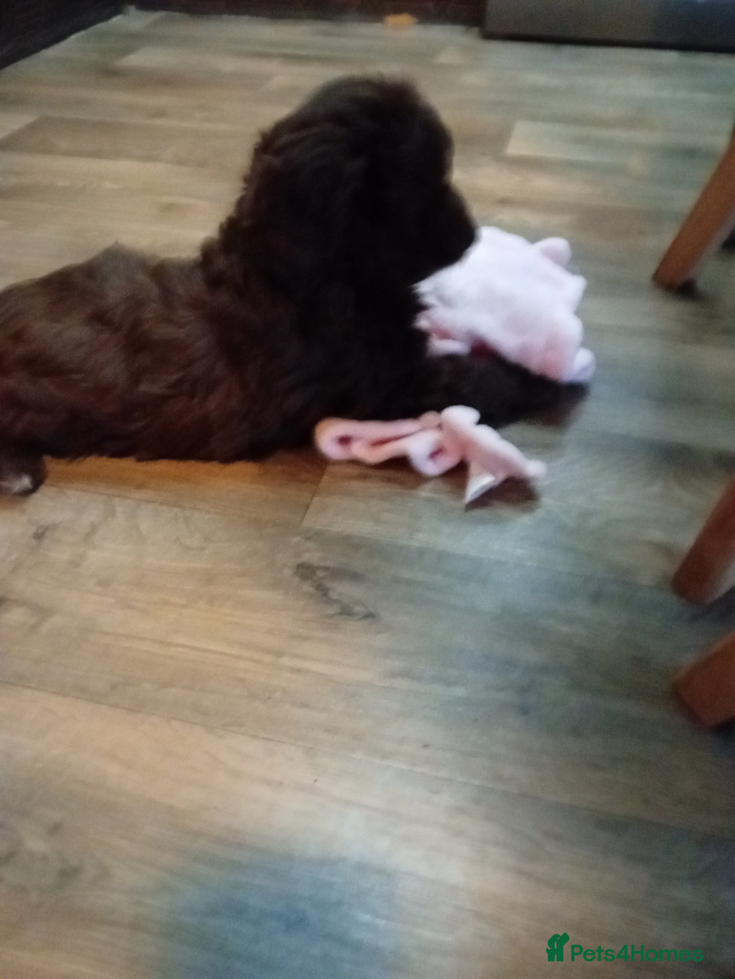 Cavapoo dogs Fabulous chocolate Cavapoos - Advert 3