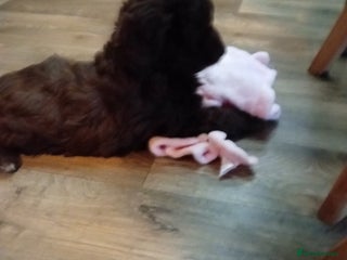 Cavapoo dogs Fabulous chocolate Cavapoos - Advert 3