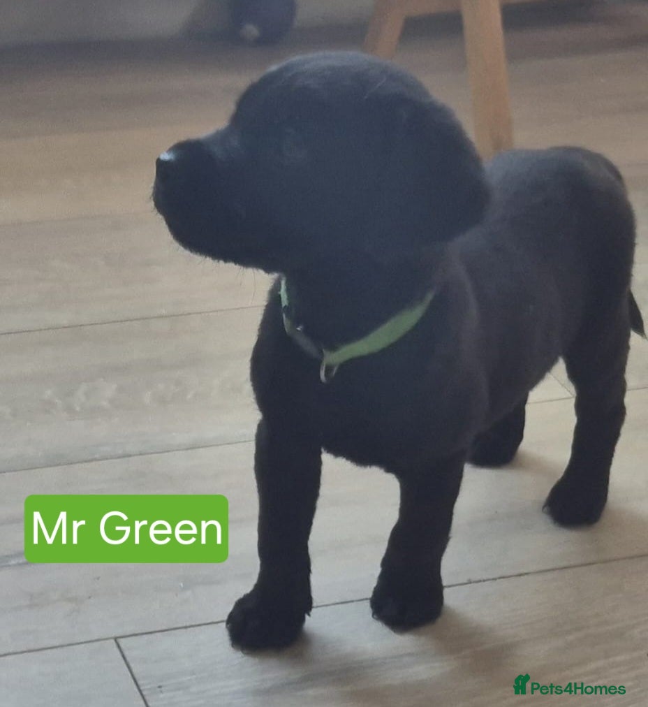 Labrador Retriever dogs *LAST 2 *Top Quality Labrador Pups - Advert 2