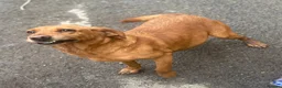 Springador dogs for sale: 🐾 Springador Puppies for Sale 🐾 - Advert 3