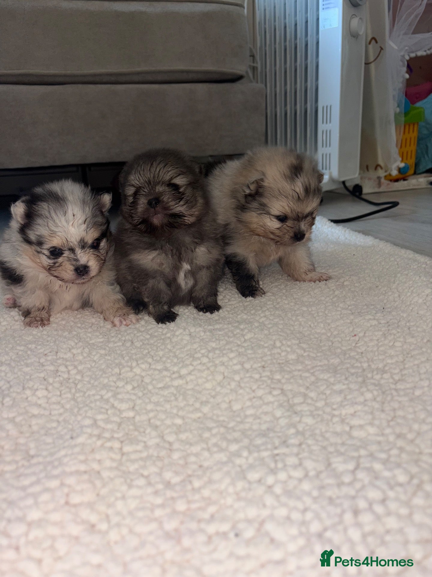 Pomeranian dogs Pom puppies  - Advert 4