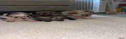 Pomeranian dogs for sale: Pom puppies  - Advert 1