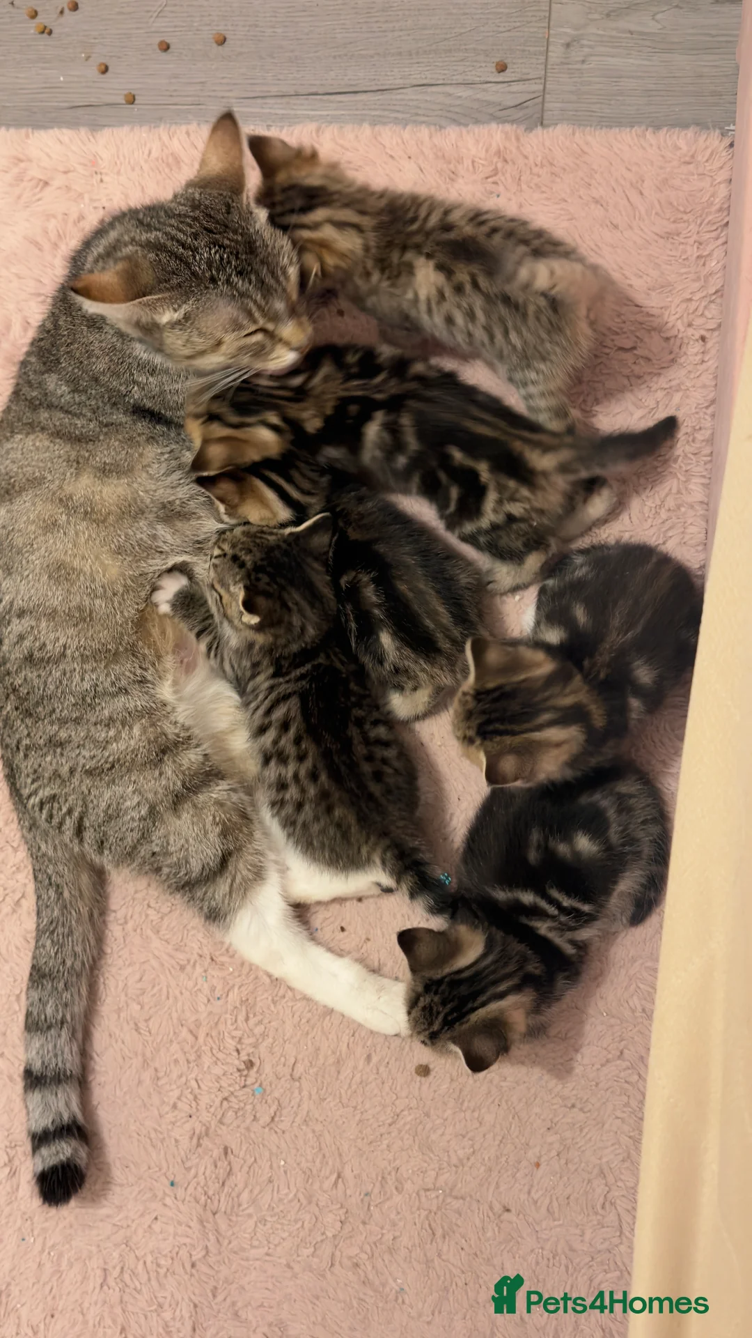 Mixed Breed cats for sale: 6 tortoiseshell/tabby - Advert 8