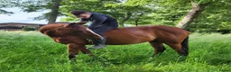English Thoroughbred horses for sale: 15.1 bay mare tb  - Advert 3