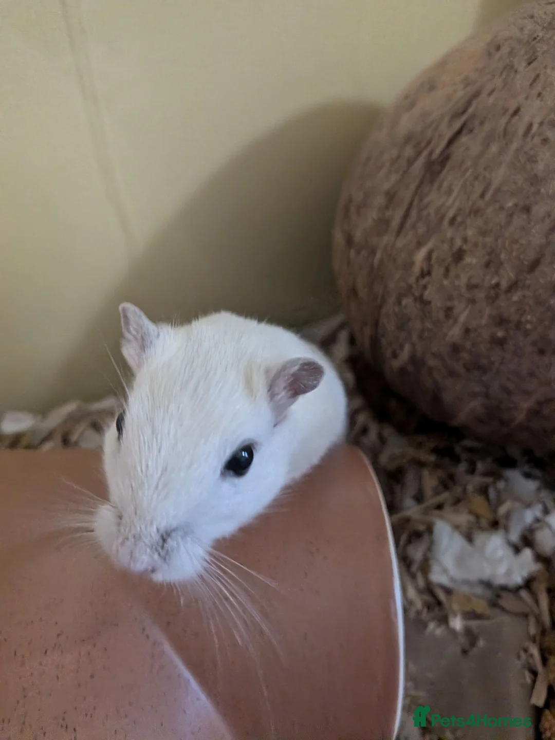 Gerbil rodents for sale: 4 month old boy - Advert 2