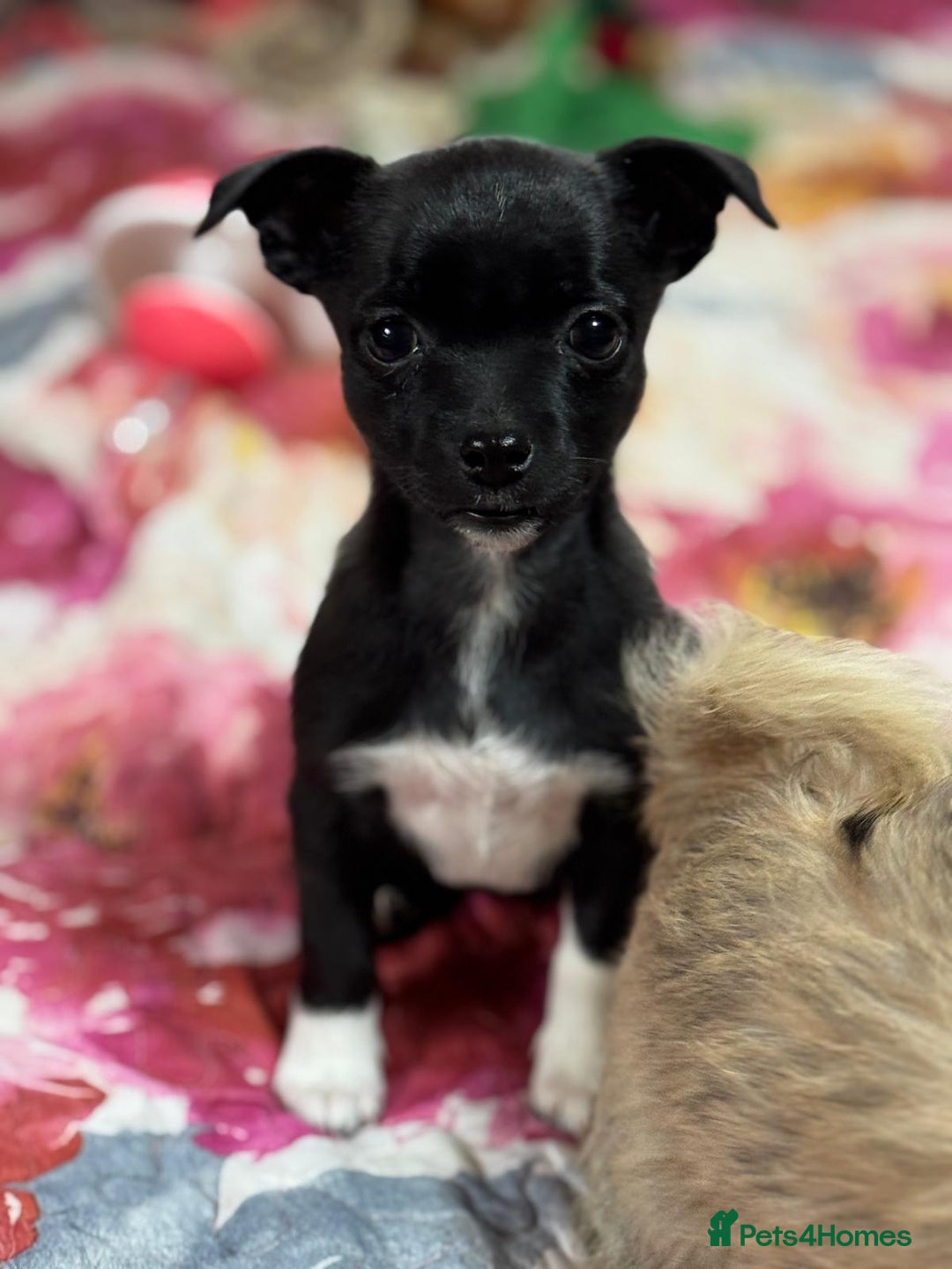 Mixed Breed dogs for adoption: FLORA - a Lovely tiny puppy girl for a Loving Home - Advert 26