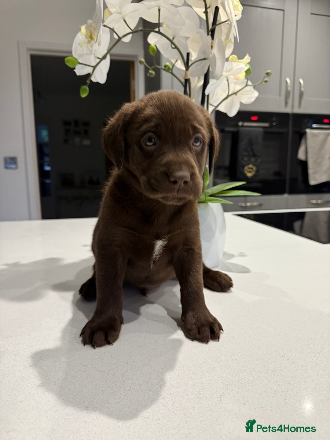 Labrador Retriever dogs for sale: Adorable chunky chocolate Labrador puppies  - Image 4