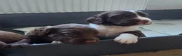 Sprocker dogs for sale: Last 3 boy Sprocker left - Advert 12